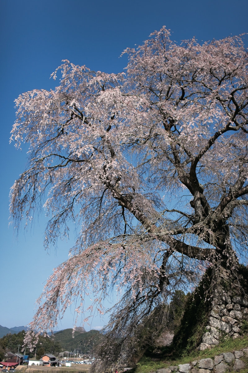 奈良県・横から見た又兵衛桜。花の盛りは過ぎてしまっている。